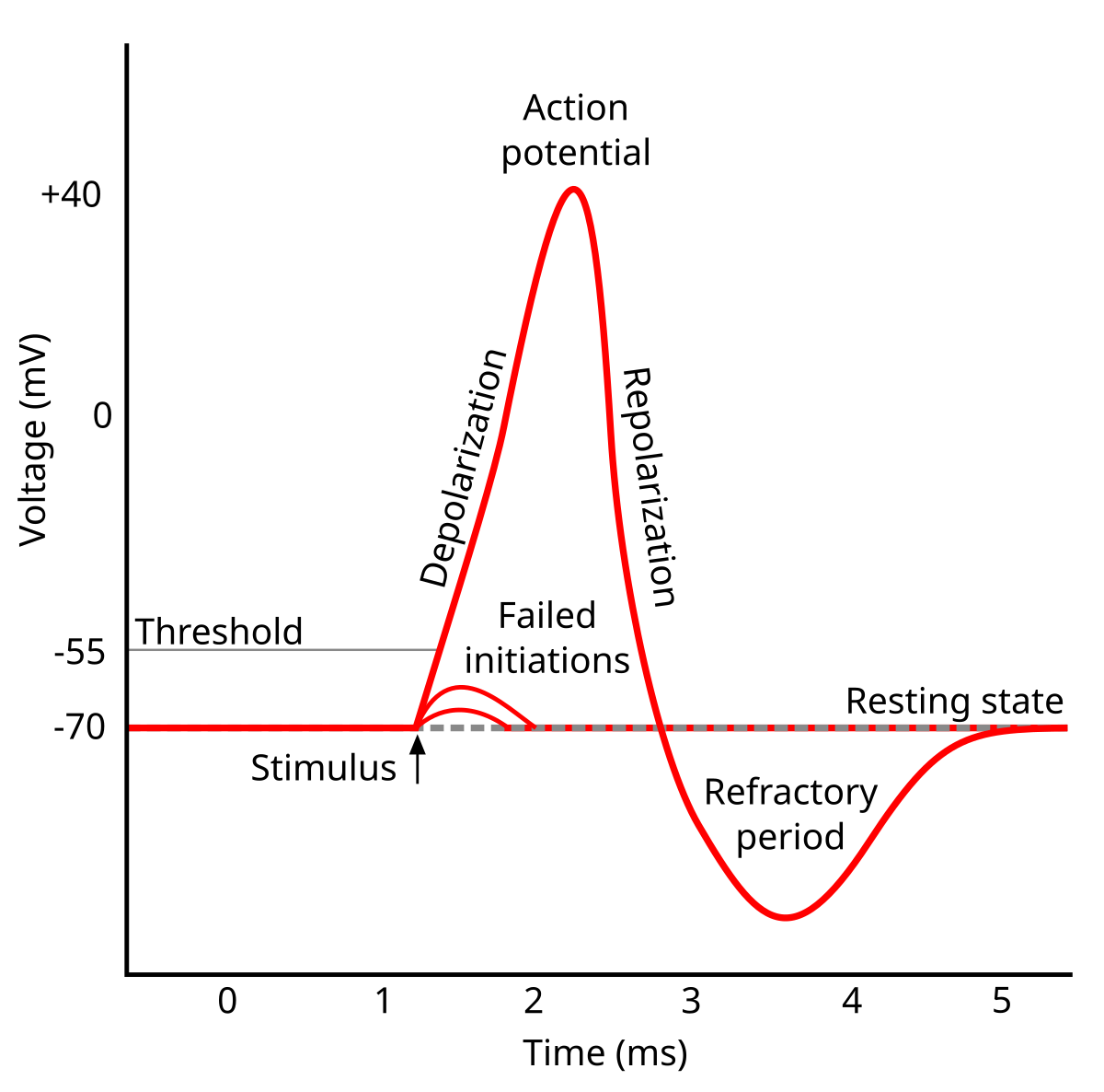 Graph plotting voltage (mV) on the Y-axis against time (ms) on the X-axis, showing a typical action potential. It illustrates the resting state at -70 mV, a stimulus at 1 ms leading to depolarization, a peak at +40 mV at 2 ms, repolarization, an overshoot to -90 mV at 3 ms (refractory period), and return to resting state at 5 ms, with a threshold at -55 mV and failed initiations shown below the threshold.