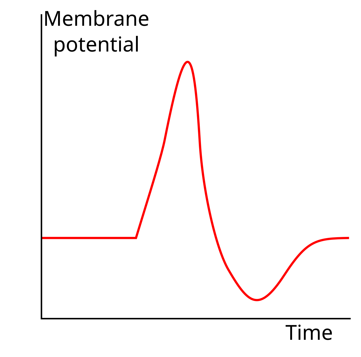 Graph showing the basic shape of a typical action potential, plotting Membrane potential on the Y-axis against Time on the X-axis. The curve illustrates a rapid rise and fall in membrane potential from a baseline level.