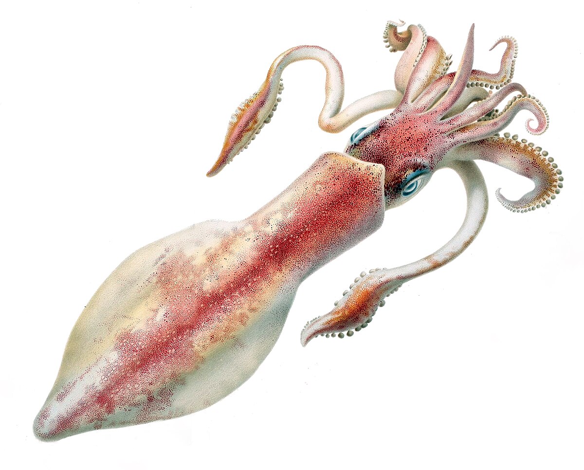 An illustration of a longfin inshore squid (Doryteuthis pealeii) with a reddish-pink mantle and white body, featuring prominent eyes and tentacles. This species is known for its giant axons, which were crucial for understanding action potentials.