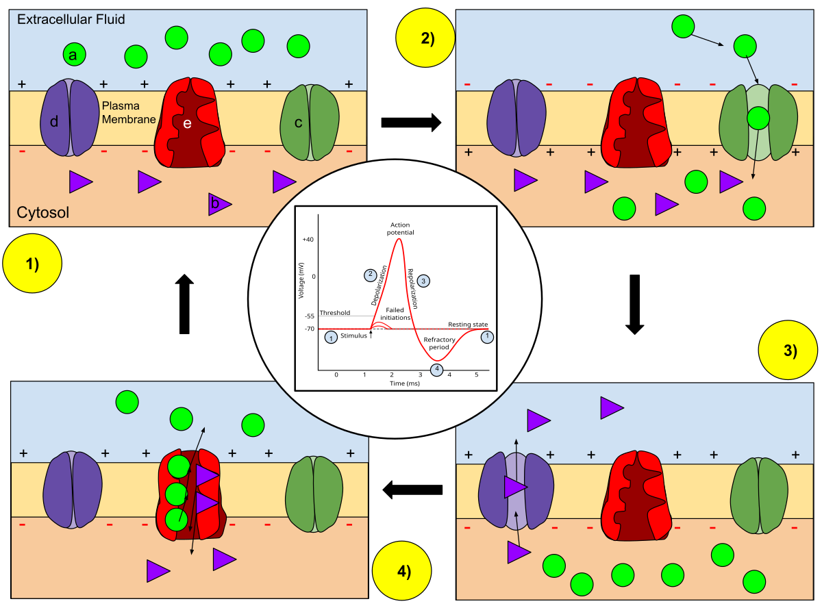 A circular diagram illustrating the stages of ion movement during an action potential across a neuron's plasma membrane, with an inset graph of the action potential voltage over time. Stage 1 shows the resting state, Stage 2 depolarization with Na+ influx, Stage 3 repolarization with K+ efflux, and Stage 4 the refractory period, with key components labeled as Sodium (Na+) ion, Potassium (K+) ion, Sodium channel, Potassium channel, and Sodium-potassium pump.
