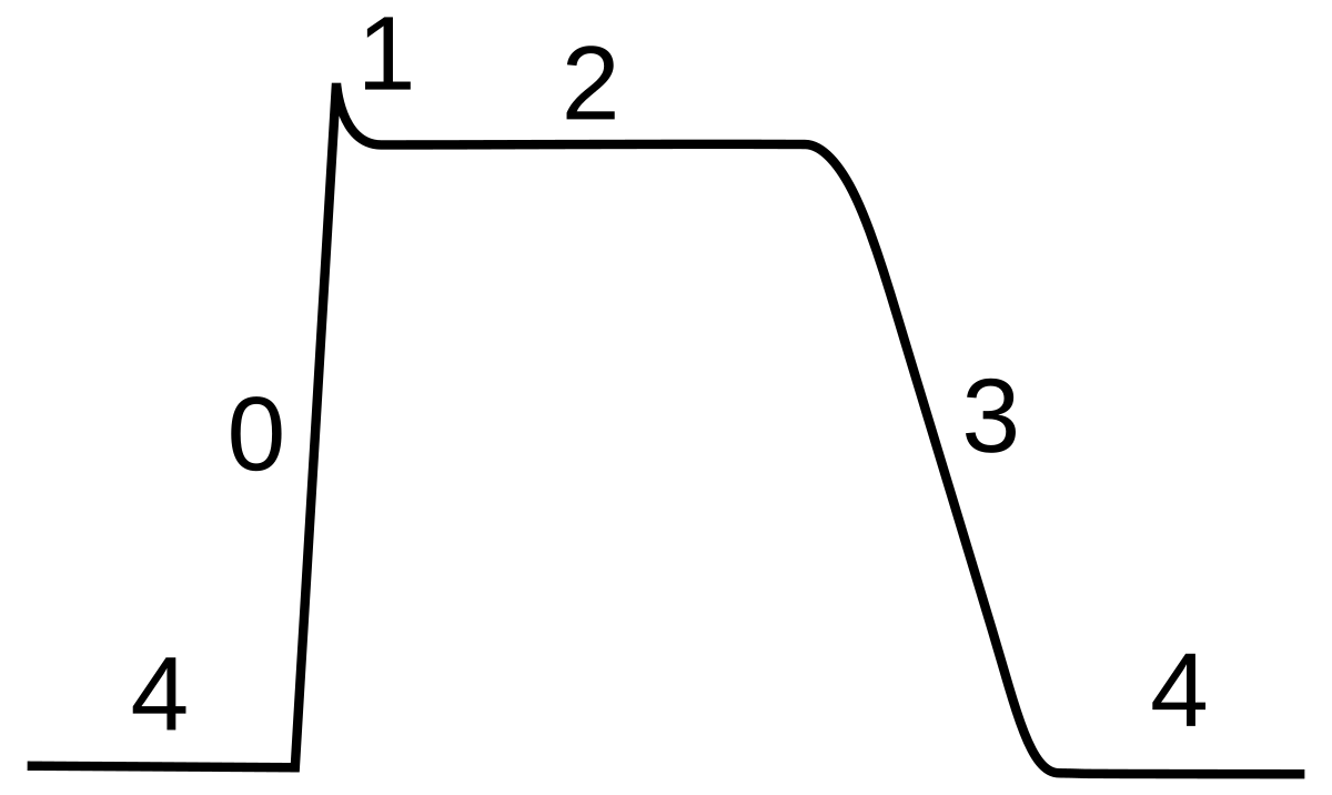 Graph illustrating the phases of a ventricular myocyte action potential, plotting membrane potential (Y-axis) against time (X-axis). The curve shows a rapid depolarization (phase 0), partial repolarization (phase 1), a plateau phase (phase 2), final repolarization (phase 3), and the resting potential (phase 4).