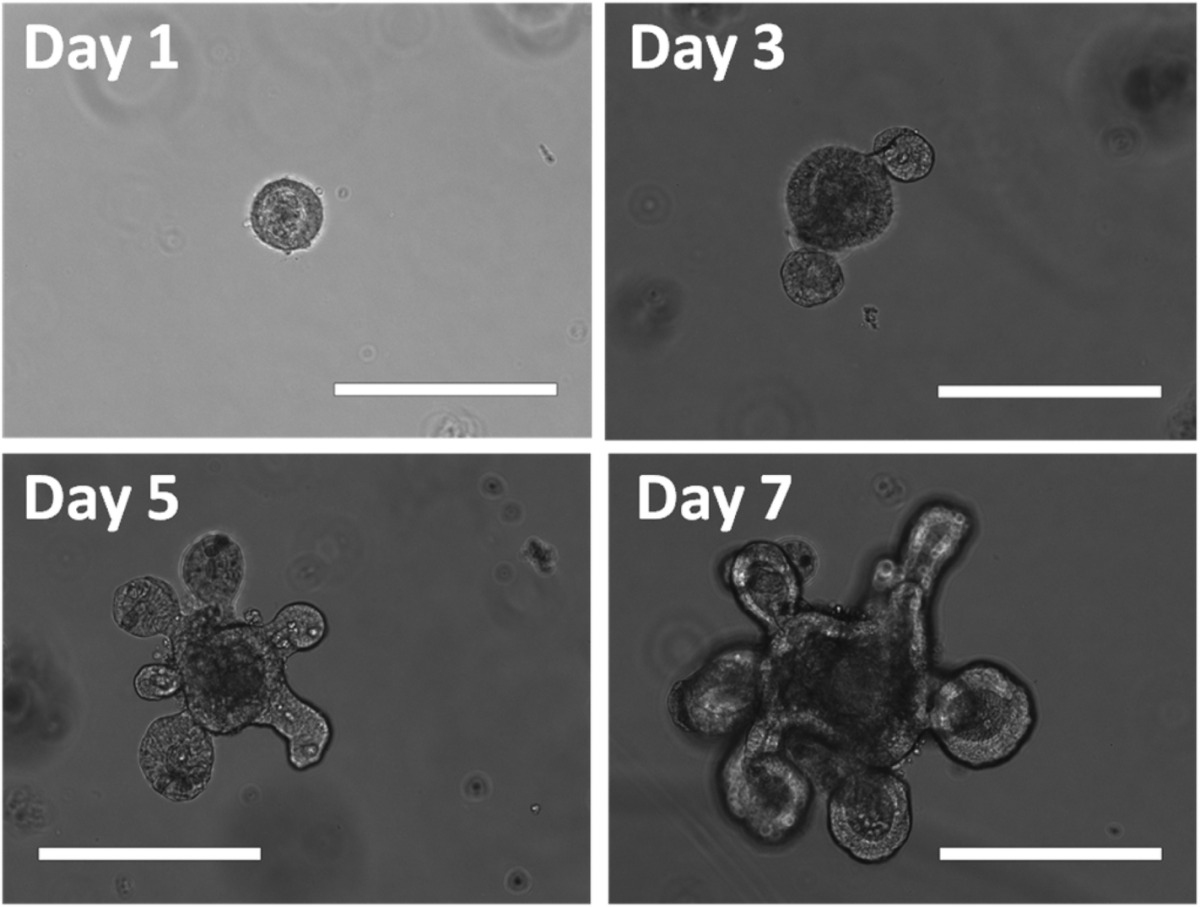 Four microscopic images showing the growth of an intestinal organoid (Minigut) over 7 days. Each image is labeled with the day of growth: "Day 1," "Day 3," "Day 5," and "Day 7," and includes a scale bar of 200 μm.