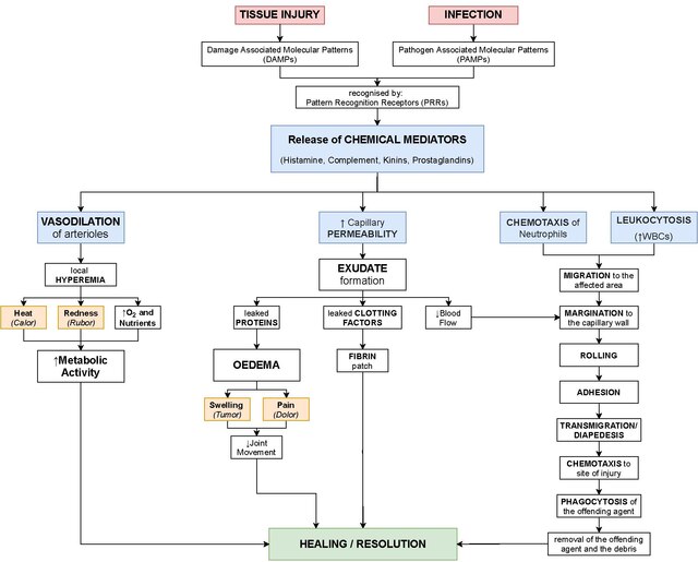 Flowchart depicting the events of acute inflammation, starting with tissue injury or infection leading to the release of chemical mediators. The chart details pathways for vasodilation of arterioles, increased capillary permeability leading to exudate formation, chemotaxis of neutrophils, and leukocytosis, all culminating in healing or resolution.