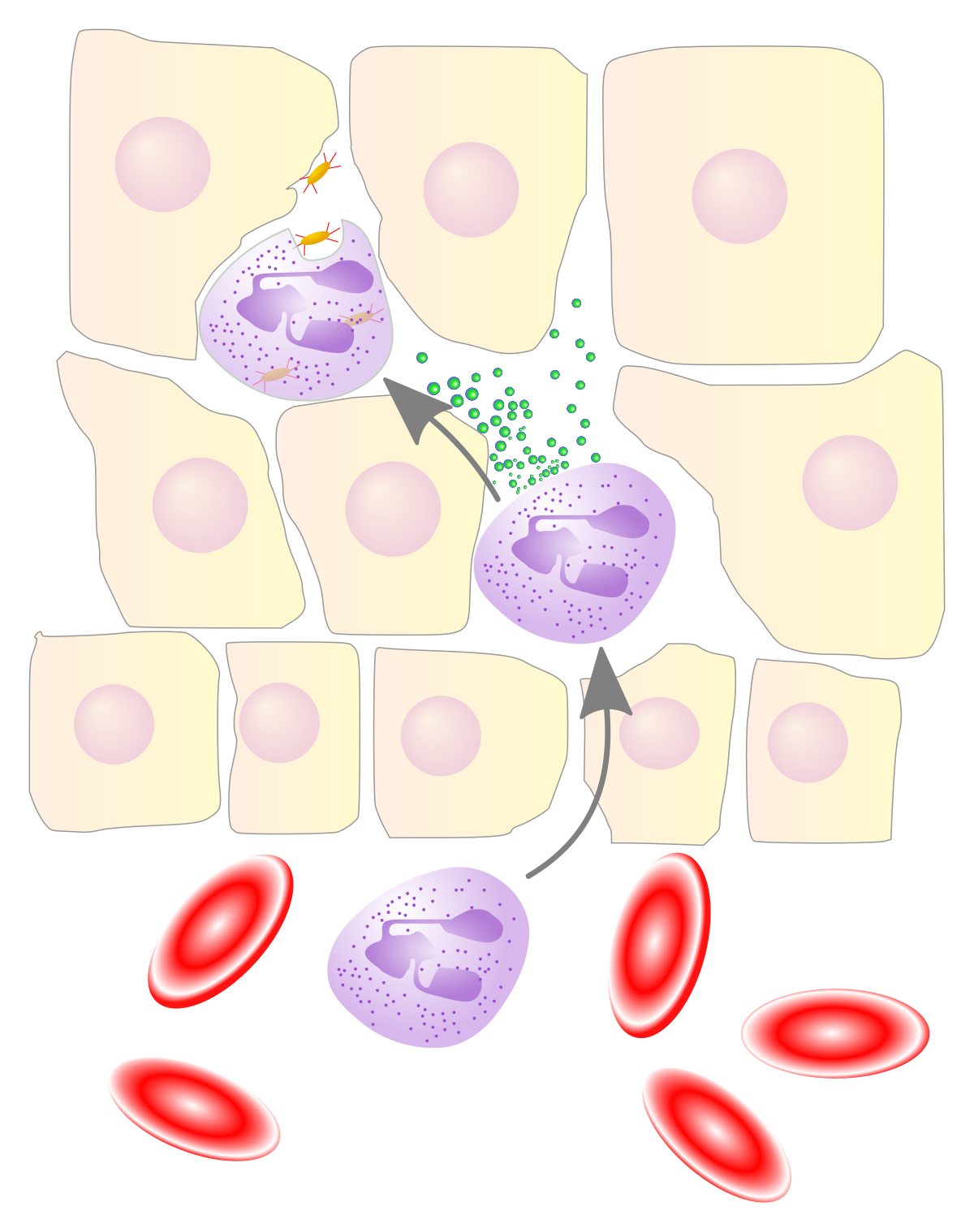 Diagram illustrating the action of neutrophils during inflammation, showing neutrophils migrating from blood vessels into infected tissue. Neutrophils are depicted engulfing pathogens through phagocytosis and releasing substances via degranulation, while red blood cells are also visible in the blood vessel.