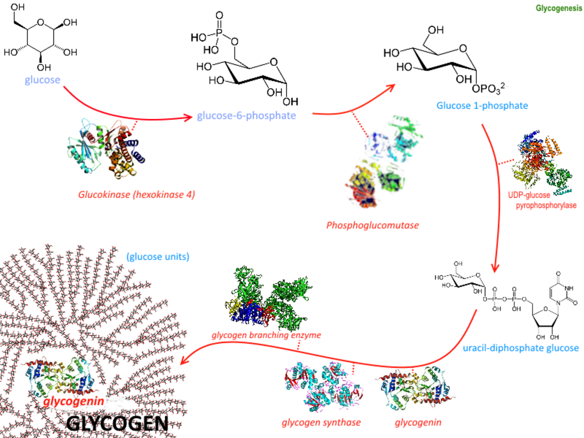 A diagram illustrates the glycogenesis pathway, showing the conversion of glucose to glycogen through several intermediate steps and enzymes. Key molecules and enzymes include glucose, glucose-6-phosphate, glucose-1-phosphate, UDP-glucose, glucokinase (hexokinase 4), phosphoglucomutase, UDP-glucose pyrophosphorylase, glycogen synthase, glycogenin, and glycogen branching enzyme, with 3D protein structures shown for most enzymes.