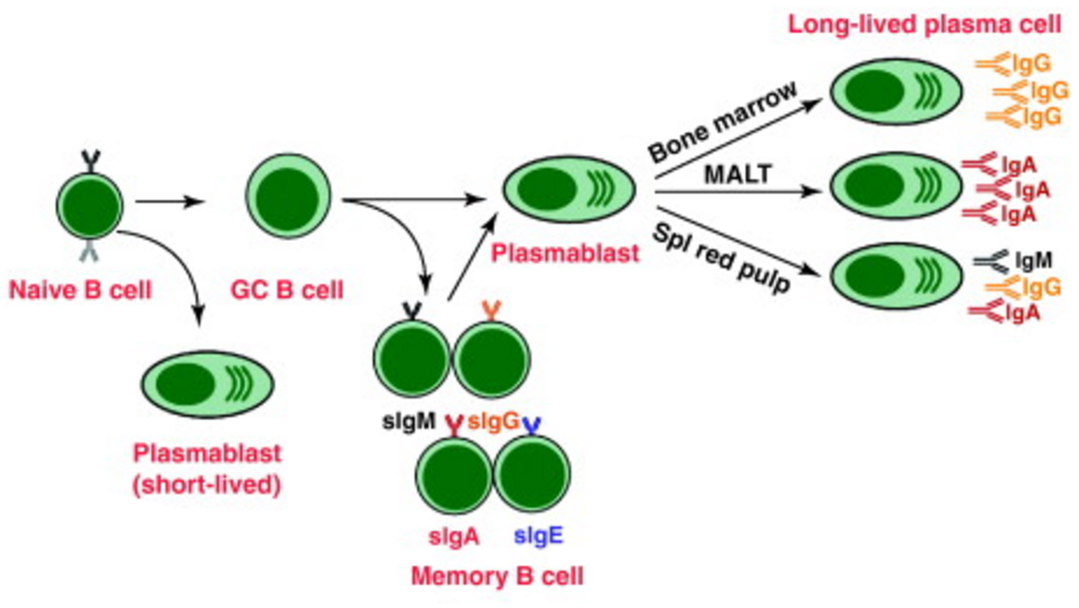 A diagram illustrates B cell activation, showing the differentiation from a naive B cell to various types of plasma cells and memory B cells. The pathway includes naive B cell, GC B cell, plasmablast (short-lived), plasmablast, long-lived plasma cell (producing IgG), and memory B cell (producing sIgA, sIgM, sIgG, sIgE) which can differentiate into plasma cells in bone marrow, MALT, or spleen red pulp.