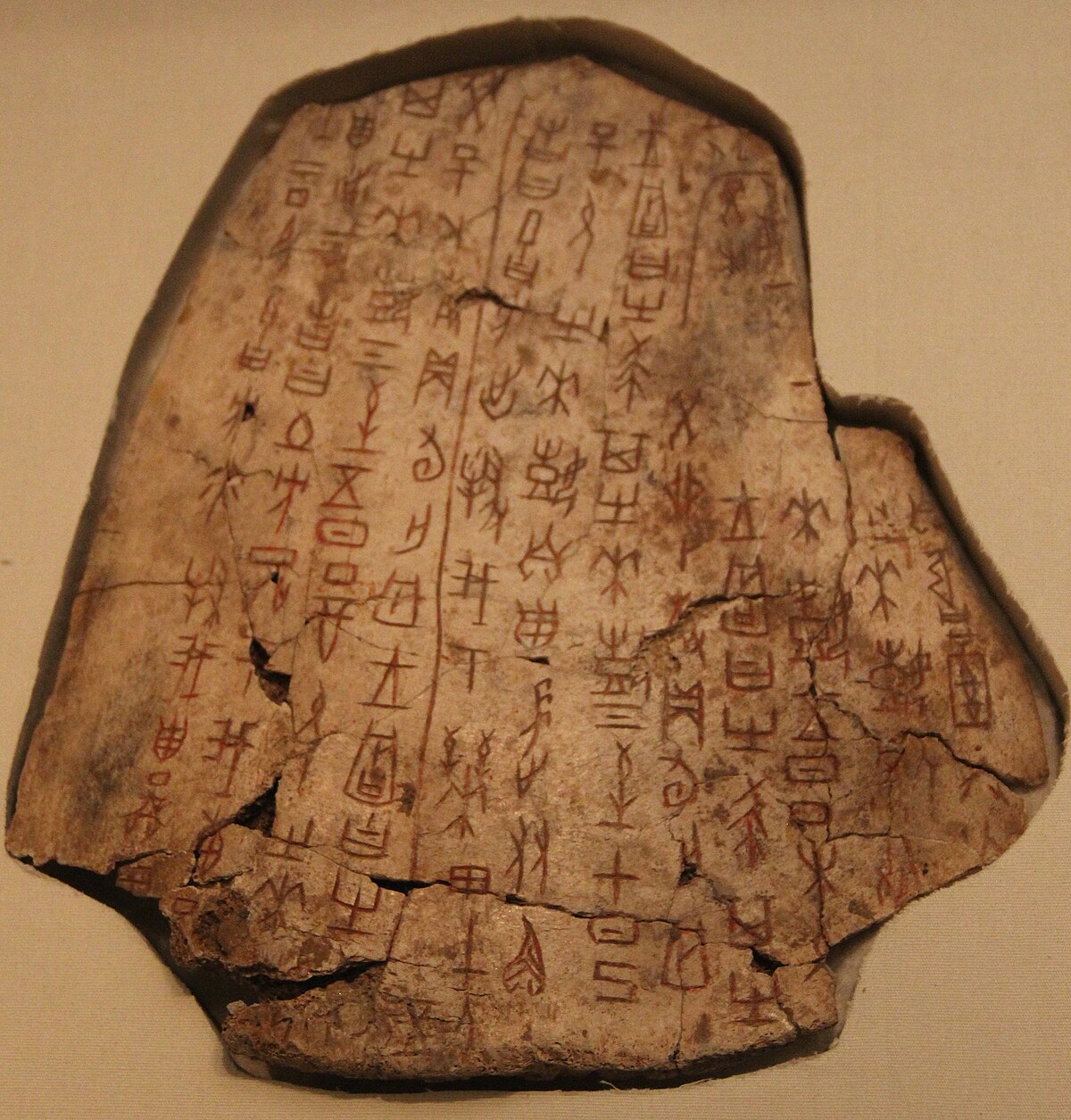 Shang dynasty inscribed ox scapula used for divination, covered with oracle bone script characters. The bone fragment is irregular in shape and shows signs of age and wear.