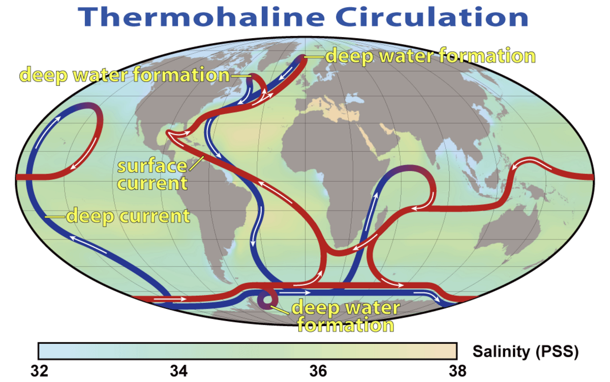 Diagram illustrating the global Thermohaline Circulation, also known as the 'Great Ocean Conveyor Belt'. Red arrows indicate surface currents, blue arrows indicate deep currents, and yellow text labels mark areas of "deep water formation". A color bar at the bottom indicates Salinity (PSS) ranging from 32 to 38.