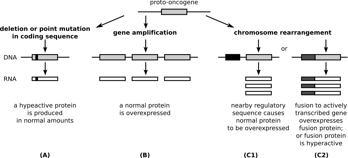 Diagram illustrating the transformation from a proto-oncogene to an oncogene through three main mechanisms: deletion or point mutation in coding sequence, gene amplification, and chromosome rearrangement. (A) shows deletion or point mutation leading to a hyperactive protein produced in normal amounts. (B) shows gene amplification leading to a normal protein being overexpressed. (C1) and (C2) show chromosome rearrangement, where C1 results in a nearby regulatory sequence causing a normal protein to be overexpressed, and C2 results in fusion to an actively transcribed gene, overexpressing a fusion protein or producing a hyperactive fusion protein.