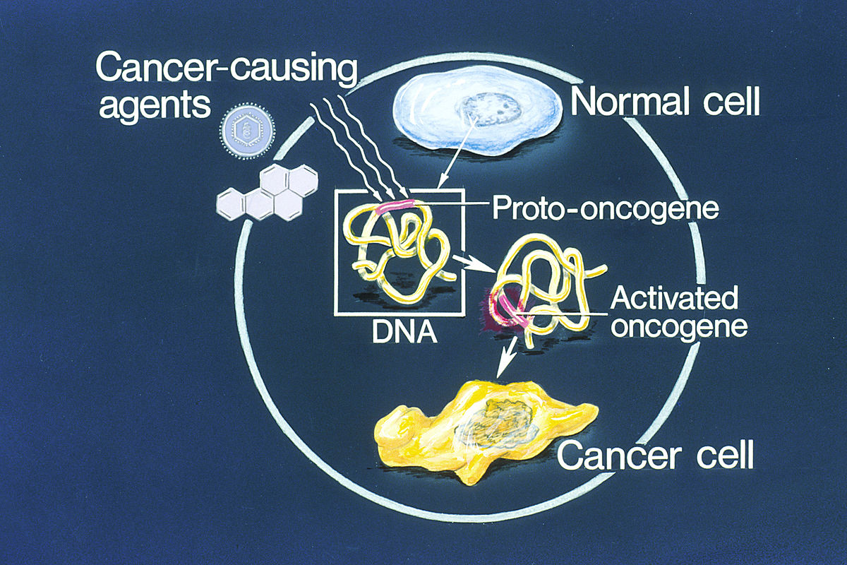 Diagram illustrating the conversion of a normal cell to a cancer cell due to an activated oncogene. Cancer-causing agents interact with DNA, specifically a proto-oncogene, leading to its activation into an oncogene, which then transforms a normal cell into a cancer cell.