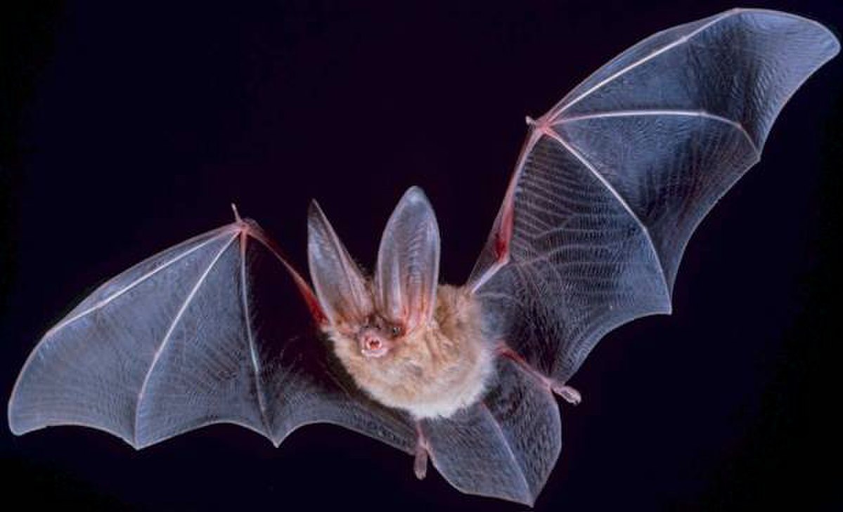 Photograph of a Townsend's big-eared bat in flight against a dark background, with its large ears and translucent wings spread wide.