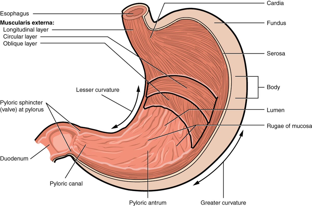 Diagram illustrating the anatomy of the human stomach, labeling key parts such as the esophagus, cardia, fundus, serosa, body, lumen, rugae of mucosa, lesser curvature, greater curvature, pyloric sphincter (valve) at pylorus, pyloric canal, pyloric antrum, and duodenum. The muscularis externa is detailed with longitudinal, circular, and oblique layers.