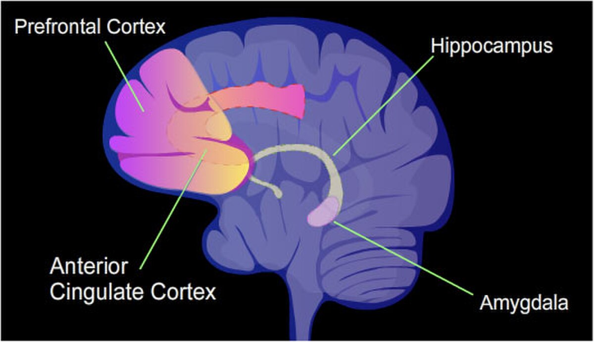 Diagram of the human brain highlighting regions involved in memory formation. Labeled areas include the "Prefrontal Cortex", "Anterior Cingulate Cortex", "Hippocampus", and "Amygdala".