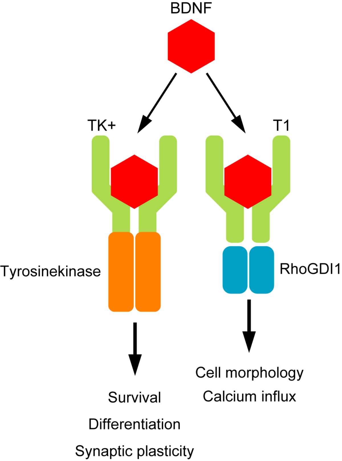 A diagram illustrating TrkB signaling pathways initiated by BDNF binding. BDNF binds to two forms of TrkB receptors: TK+ (Tyrosinekinase positive), leading to cell survival, differentiation, and synaptic plasticity, and T1 (RhoGDI1), leading to changes in cell morphology and calcium influx.
