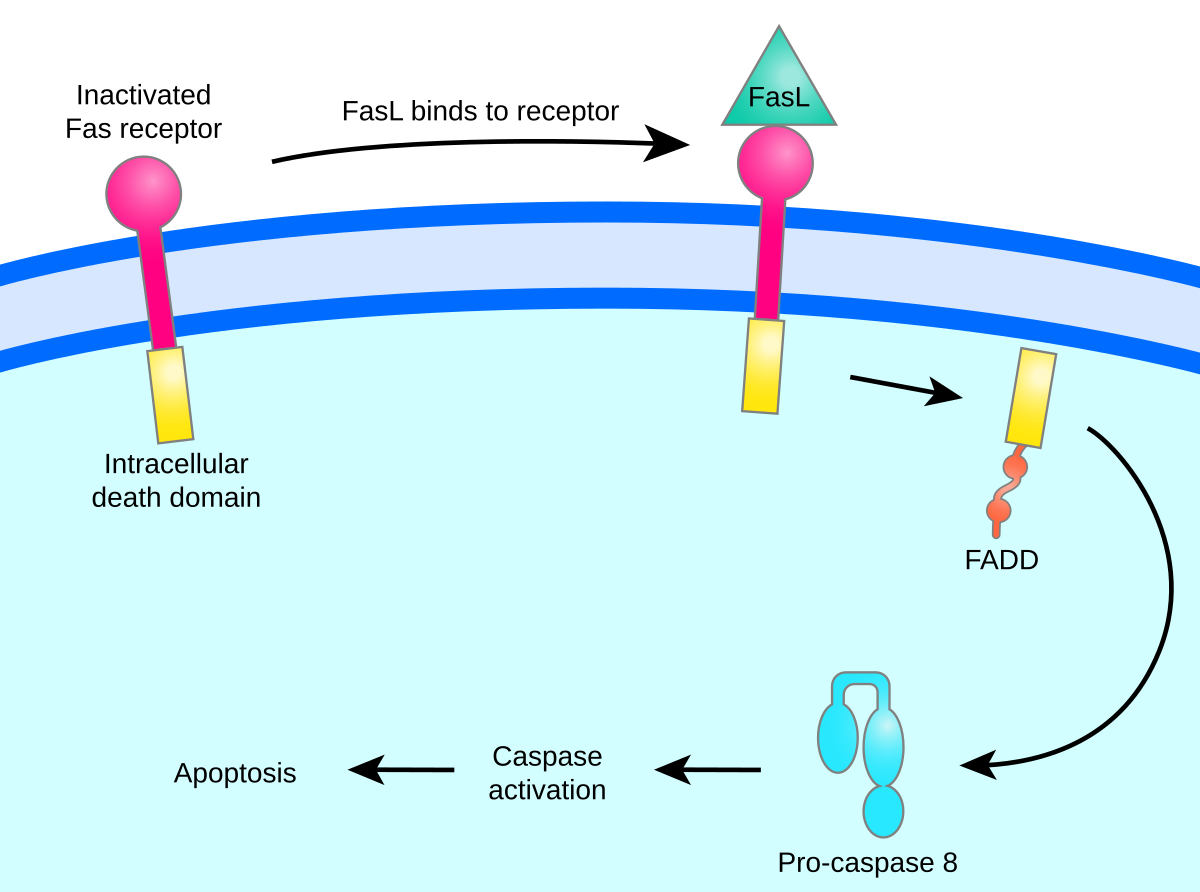 Diagram illustrating the Fas-signaling pathway leading to apoptosis. Inactivated Fas receptor binds to FasL, which then recruits FADD, leading to the activation of Pro-caspase 8, subsequent caspase activation, and ultimately apoptosis.