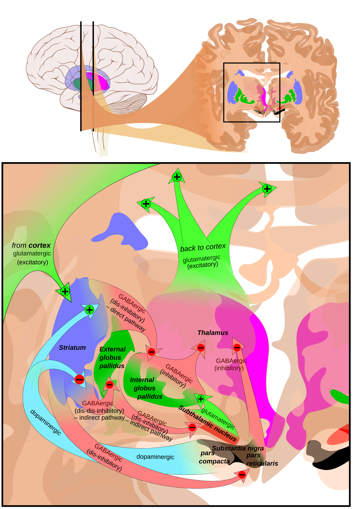 Diagram illustrating the main circuits of the basal ganglia, showing complex excitatory and inhibitory pathways involving the cortex, striatum, globus pallidus (external and internal), subthalamic nucleus, thalamus, and substantia nigra pars compacta/reticularis. The dopaminergic pathway from the substantia nigra pars compacta to the striatum is highlighted in light blue.