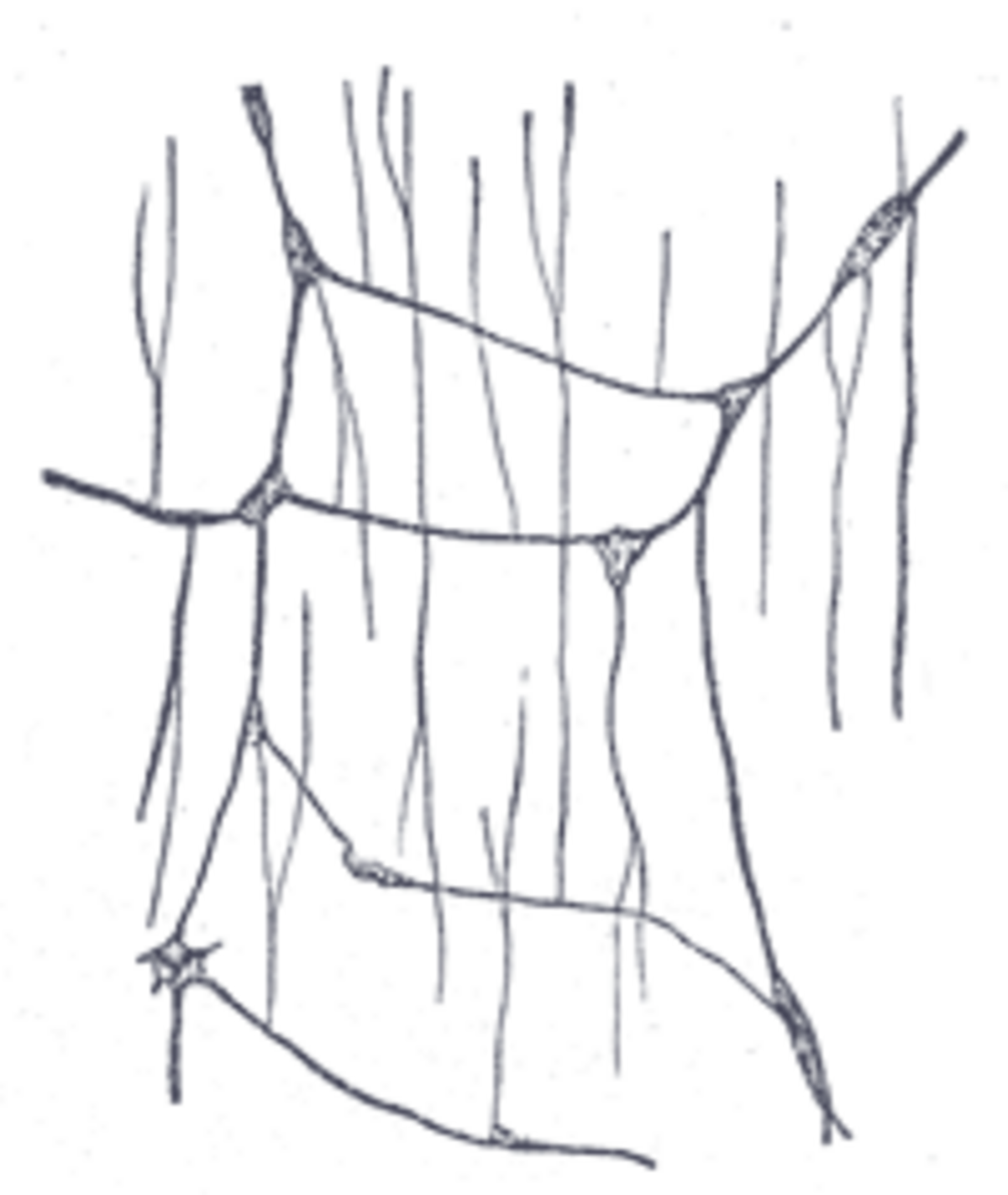 An anatomical illustration depicting the submucosal plexus, showing a network of nerve cells and fibers. The plexus forms a mesh-like structure with interconnected ganglia.