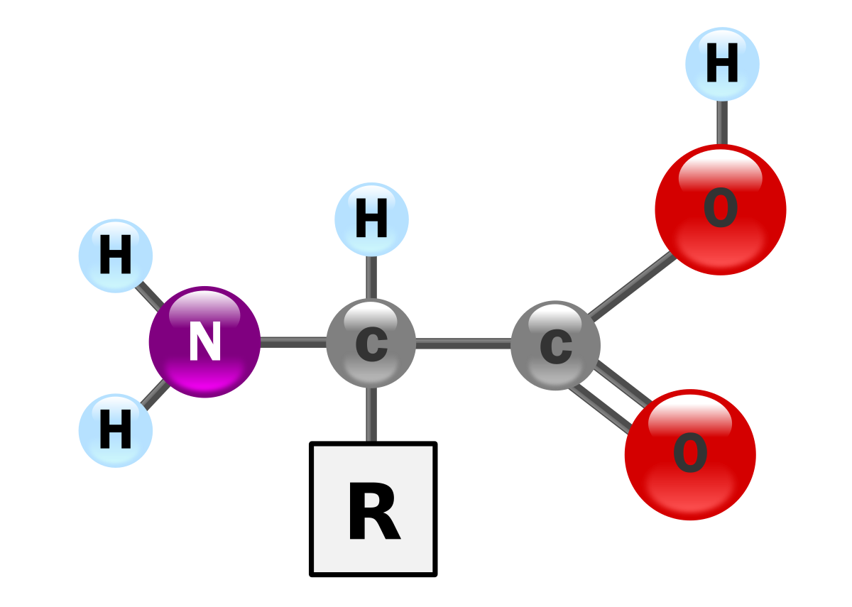Ball-and-stick model of a generalized amino acid structure. The diagram shows a central carbon atom (C) bonded to a hydrogen atom (H), an amino group (NH2), a carboxyl group (COOH), and a variable side chain represented by an R in a square.