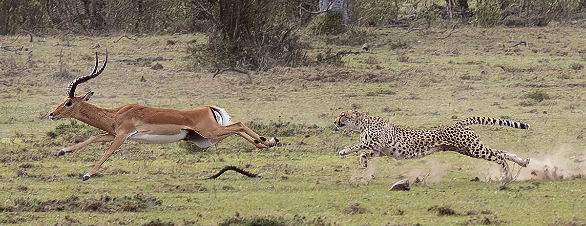 A cheetah actively chasing an impala across a grassy landscape, with both animals in mid-air during their pursuit. The impala is ahead of the cheetah, kicking up dust as they run.