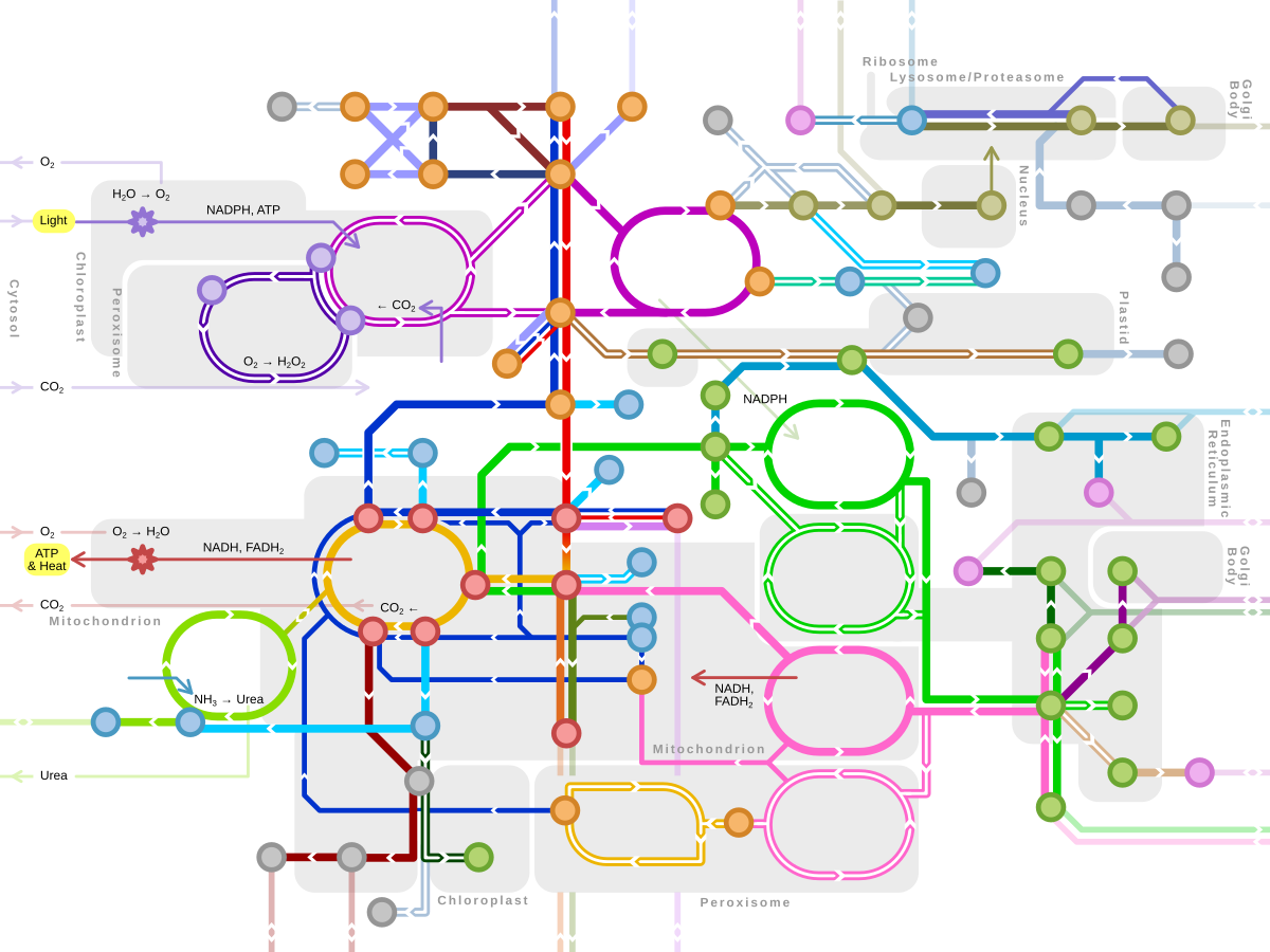 A complex metabolic pathway diagram, resembling a subway map, illustrating various biochemical reactions and their interconnections within a cell. Different colored lines represent pathways, with nodes indicating metabolites and gray shaded areas representing cellular compartments like chloroplasts, mitochondria, and peroxisomes.