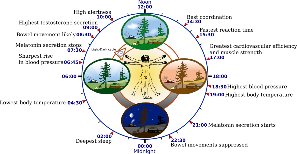 Diagram illustrating the human circadian rhythm, or biological clock, with various physiological parameters mapped to a 24-hour cycle. Key times and events include highest testosterone secretion at 09:00, melatonin secretion starting at 21:00, deepest sleep at 02:00, and highest body temperature at 19:00.