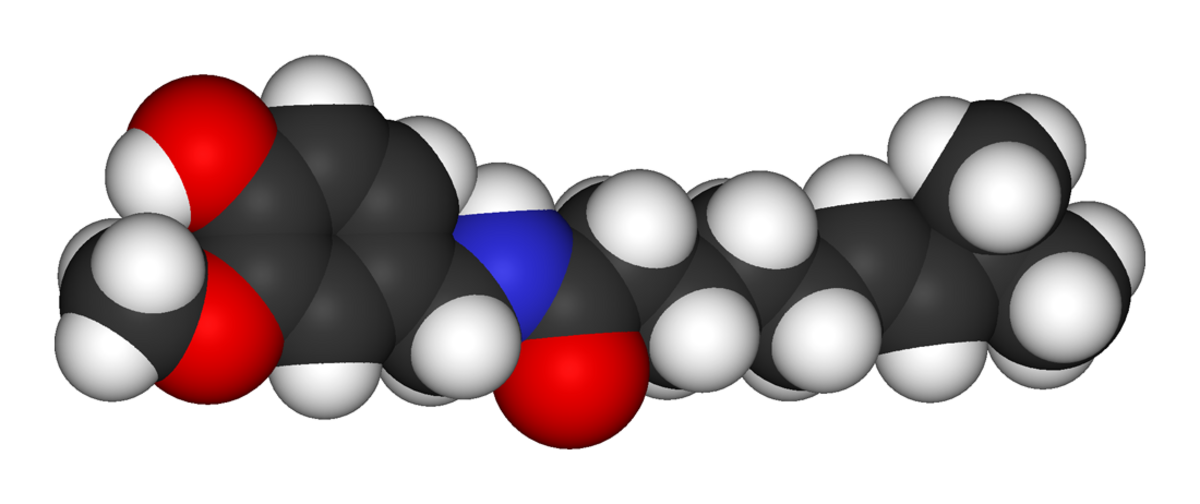 A 3D van der Waals representation of the capsaicin molecule, showing its atomic structure with carbon (black), oxygen (red), nitrogen (blue), and hydrogen (white) atoms.