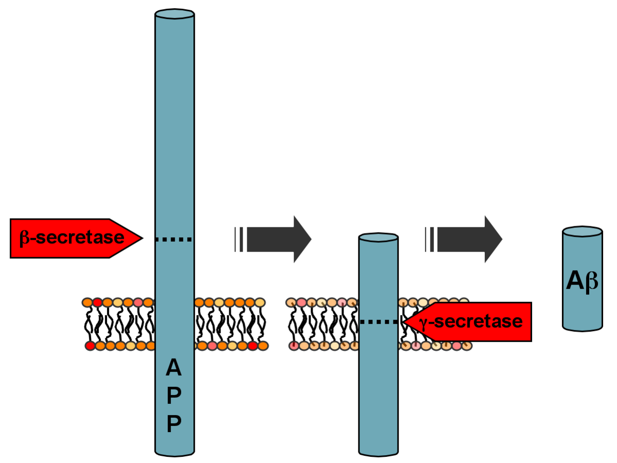 Diagram illustrating the processing of Amyloid Precursor Protein (APP) into Aβ (amyloid beta) by β-secretase and γ-secretase. The APP protein is shown embedded in a cell membrane, with β-secretase cleaving it first, followed by γ-secretase to release Aβ.
