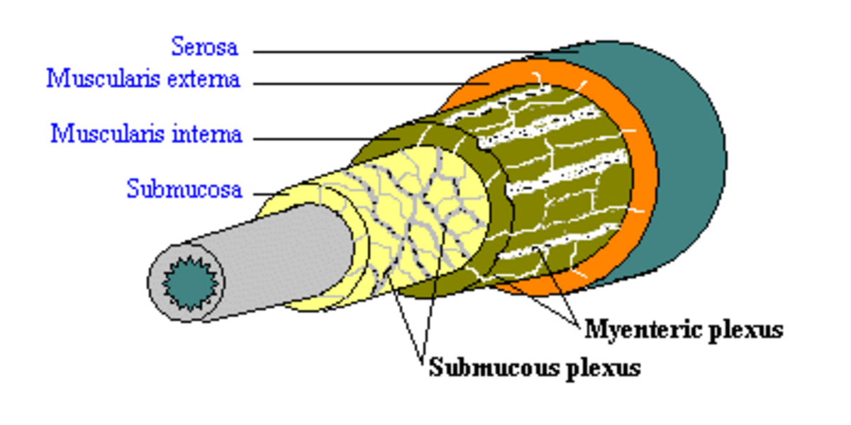 Diagram of circular smooth muscle showing the submucous and myenteric plexuses, as well as layers of the gastrointestinal tract. Labeled components include "Serosa", "Muscularis externa", "Muscularis interna", "Submucosa", "Myenteric plexus", and "Submucous plexus".