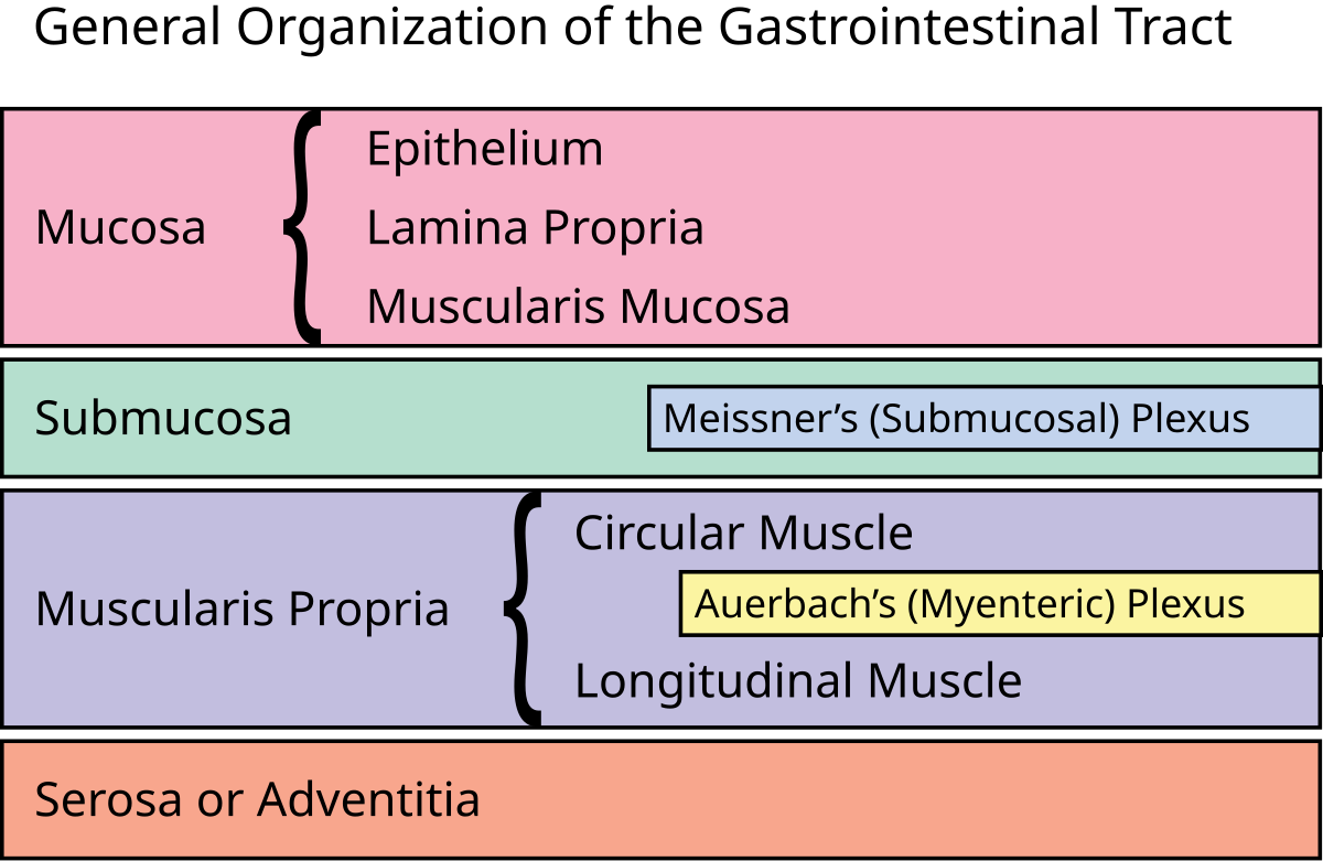 Diagram titled "General Organization of the Gastrointestinal Tract" showing the hierarchical layers of the GI tract. The layers are Mucosa (Epithelium, Lamina Propria, Muscularis Mucosa), Submucosa (Meissner's (Submucosal) Plexus), Muscularis Propria (Circular Muscle, Auerbach's (Myenteric) Plexus, Longitudinal Muscle), and Serosa or Adventitia.
