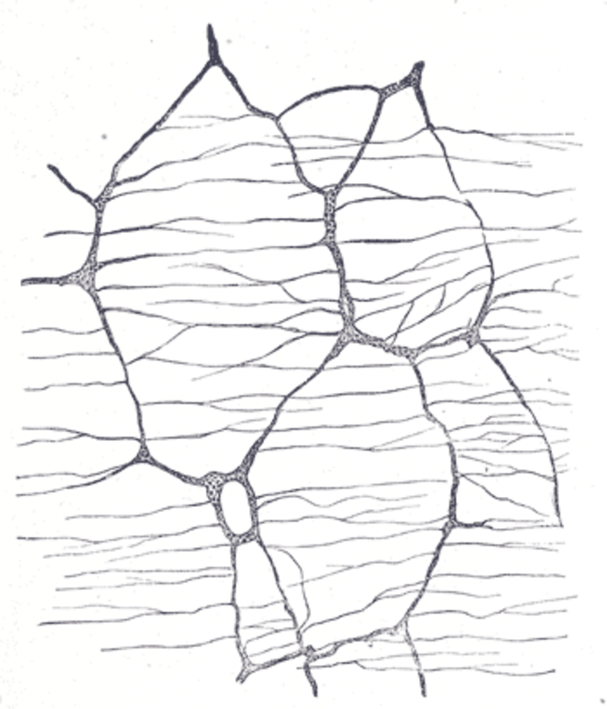 An anatomical illustration depicting the myenteric plexus, showing a network of nerve cells and fibers. The plexus forms a mesh-like structure with interconnected ganglia.