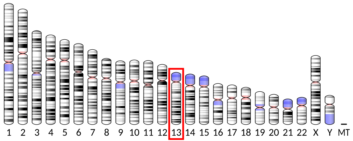 Ideogram of human chromosomes, with chromosome 13 highlighted by a red box. The chromosomes are arranged numerically from 1 to 22, followed by X, Y, and MT, showing banding patterns and centromeres.