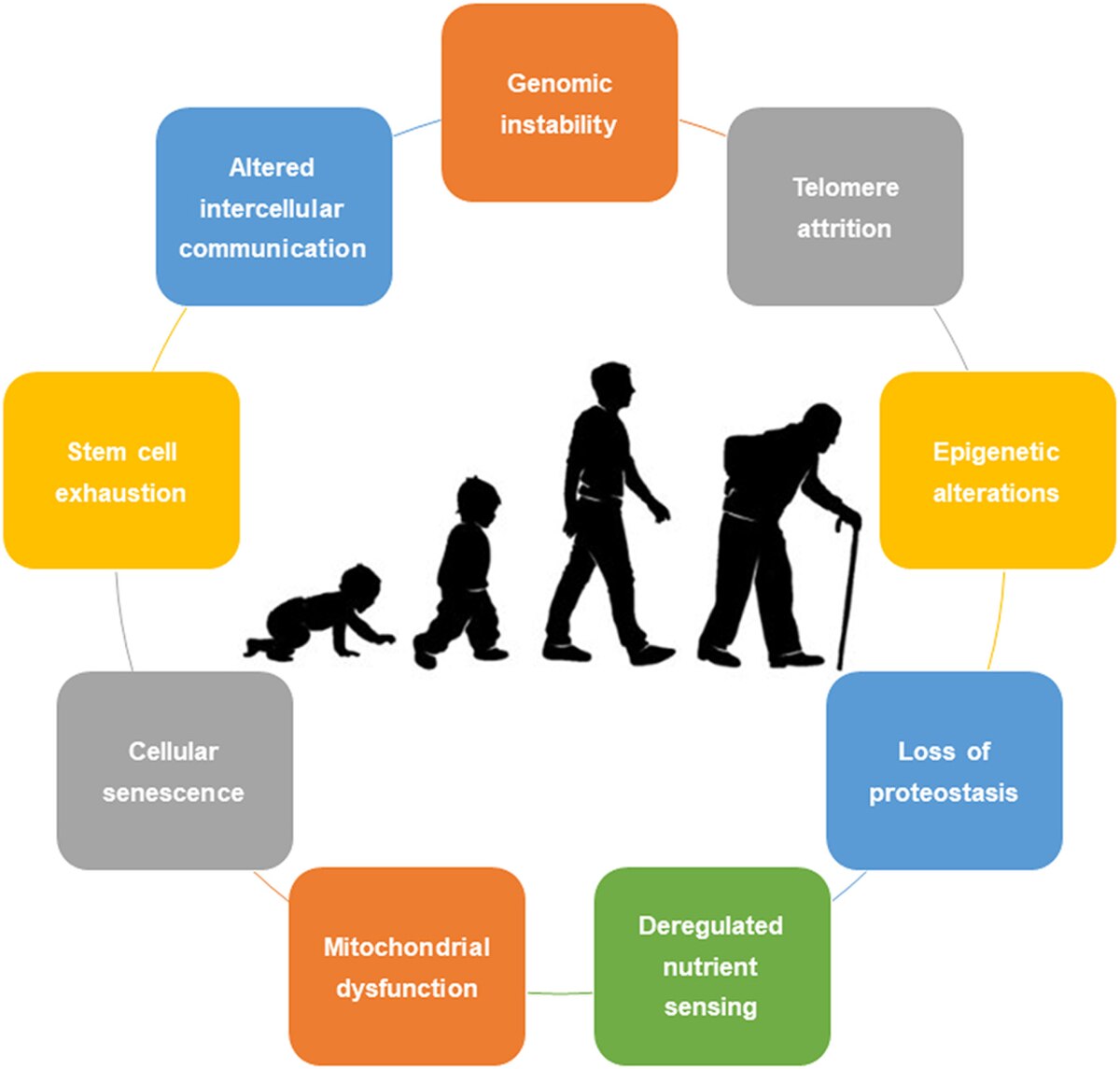 Diagram illustrating "The Hallmarks of Aging" around a central image depicting human development from infancy to old age. The hallmarks include Genomic instability, Telomere attrition, Epigenetic alterations, Loss of proteostasis, Deregulated nutrient sensing, Mitochondrial dysfunction, Cellular senescence, Stem cell exhaustion, and Altered intercellular communication.
