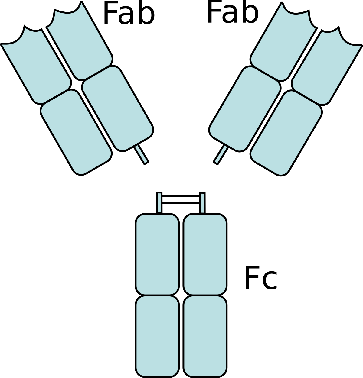 Diagram showing the two Fab (fragment, antigen-binding) regions and one Fc (fragment, crystallizable) region of an antibody. The Fab regions are depicted as two separate, Y-shaped structures at the top, while the Fc region is shown as a rectangular, stalk-like structure at the bottom, composed of four protein domains.