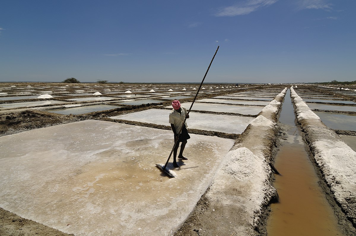 A person is working in a large salt evaporation pond in Marakkanam, Tamil Nadu, India, using a long tool to rake salt. The landscape is covered with numerous rectangular salt pans under a clear blue sky, with a narrow water channel running through them.