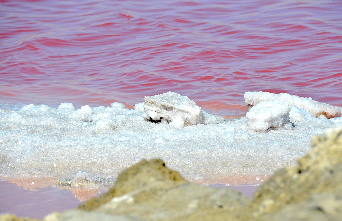 Photograph of a sea salt evaporation pond at Walvis Bay, showing a vibrant pink body of water with white salt crystals forming along the edge. The pink color is due to halophile organisms.