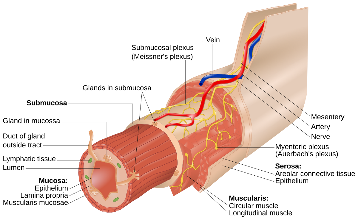Diagram illustrating the layers of the gastrointestinal tract wall, including the mucosa, submucosa, muscularis, and serosa. Key components labeled are the submucosal plexus (Meissner's plexus), myenteric plexus (Auerbach's plexus), glands in submucosa, gland in mucosa, duct of gland outside tract, lymphatic tissue, lumen, vein, artery, nerve, mesentery, areolar connective tissue, epithelium, circular muscle, and longitudinal muscle.