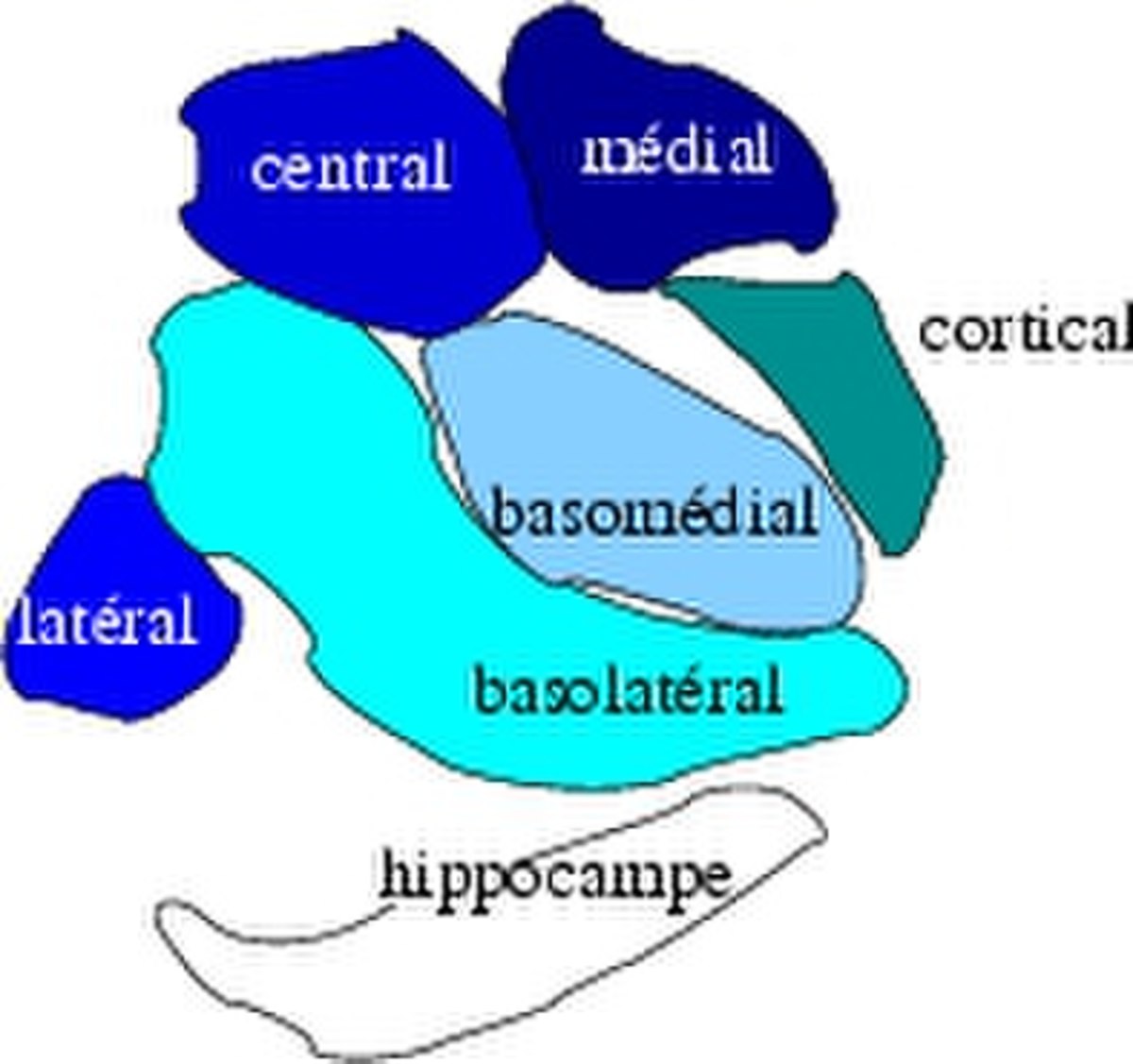 Diagram of the amygdala, a brain region, showing its subnuclei in different shades of blue and turquoise. Labeled components include "central", "médial" (medial), "cortical", "basomédial" (basomedial), "basolatéral" (basolateral), "latéral" (lateral), and "hippocampe" (hippocampus).