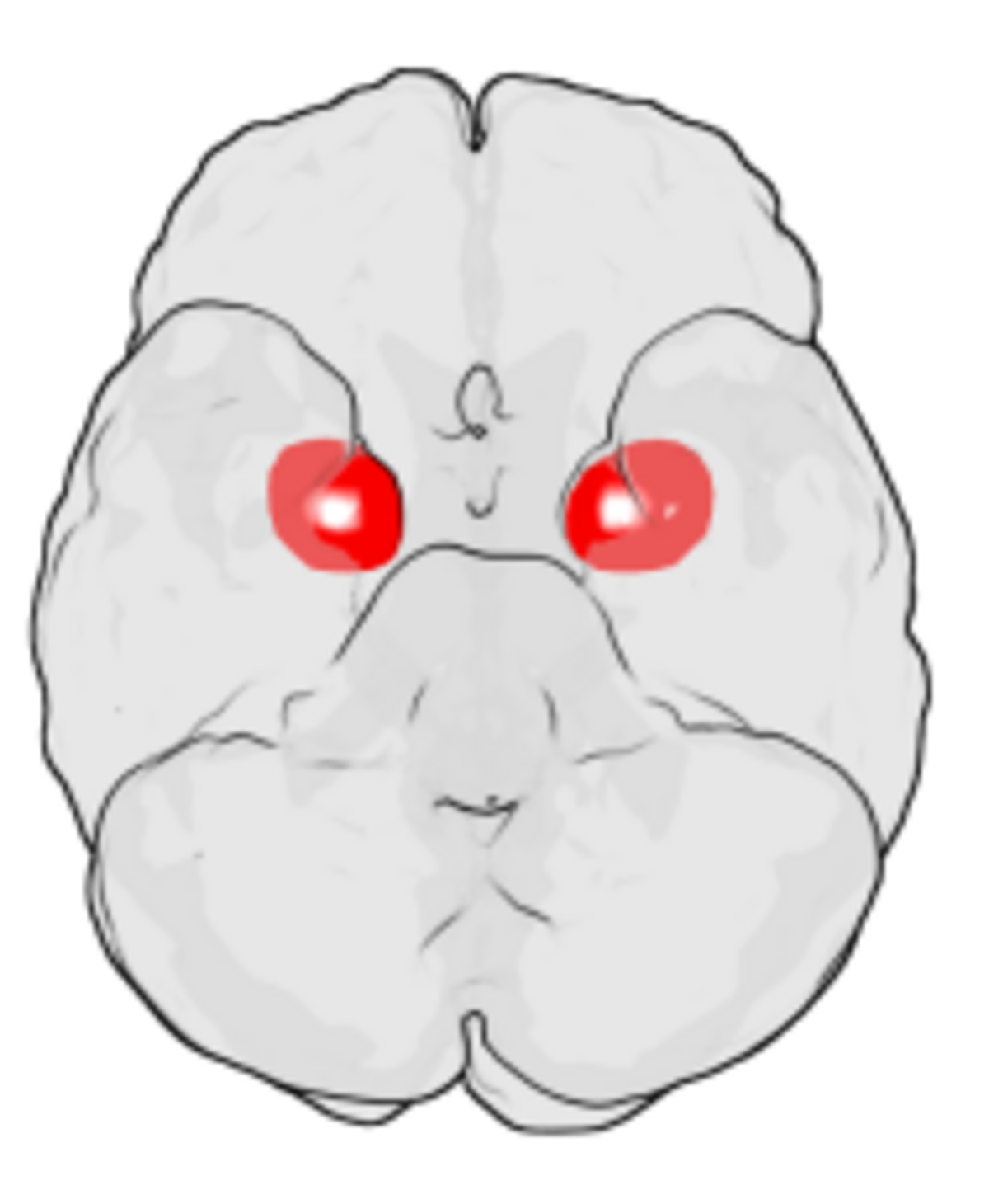 Diagram showing the location of the amygdala within a simplified brain. The amygdalae are highlighted in red on a gray brain outline, viewed from the underside.