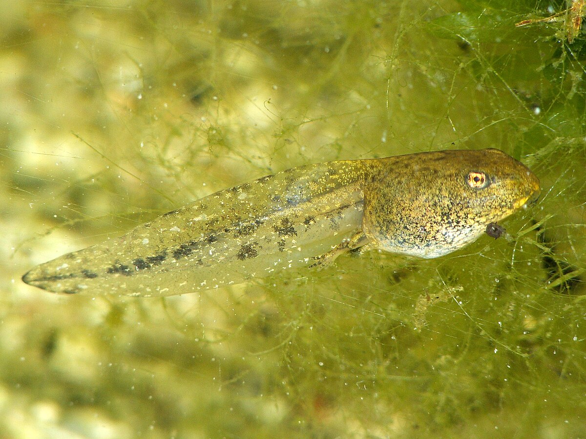 A common frog (Rana temporaria) tadpole swims in murky green water, surrounded by aquatic vegetation. The tadpole has a distinct head, body, and tail, with visible eyes and developing features.