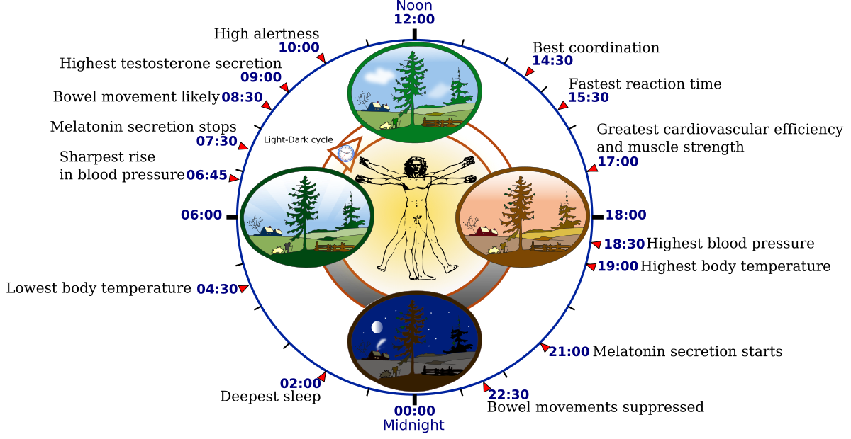 Circular diagram illustrating the human biological clock and circadian rhythm over a 24-hour cycle, with specific physiological events and their typical timings. Events include "Highest testosterone secretion" at 09:00, "Melatonin secretion stops" at 07:30, "Deepest sleep" at 02:00, "Melatonin secretion starts" at 21:00, and "Greatest cardiovascular efficiency and muscle strength" at 17:00.