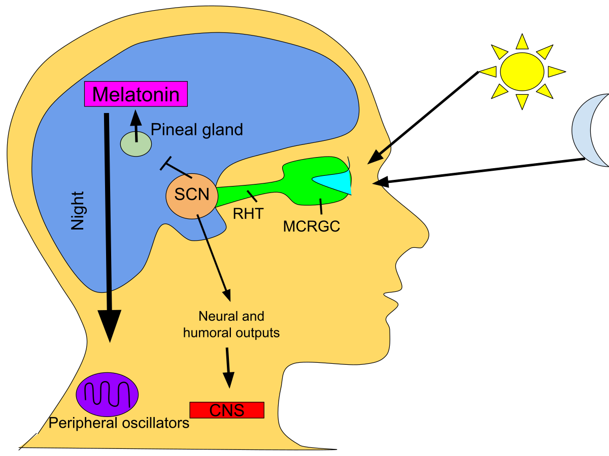Diagram illustrating the mechanism of circadian rhythm regulation in the human brain, showing how light detected by the eyes influences the pineal gland's melatonin production via the SCN (suprachiasmatic nucleus) and RHT (retinohypothalamic tract). Light inhibits melatonin production, while darkness promotes it, affecting peripheral oscillators and the central nervous system (CNS).