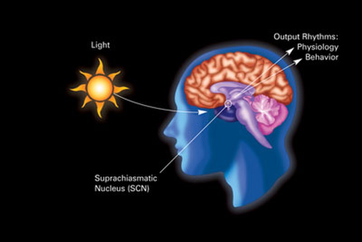 Diagram illustrating the influence of light on human circadian rhythms through the suprachiasmatic nucleus (SCN). A sun symbol represents light, with an arrow pointing to the SCN in the brain, which then influences "Output Rhythms: Physiology, Behavior."
