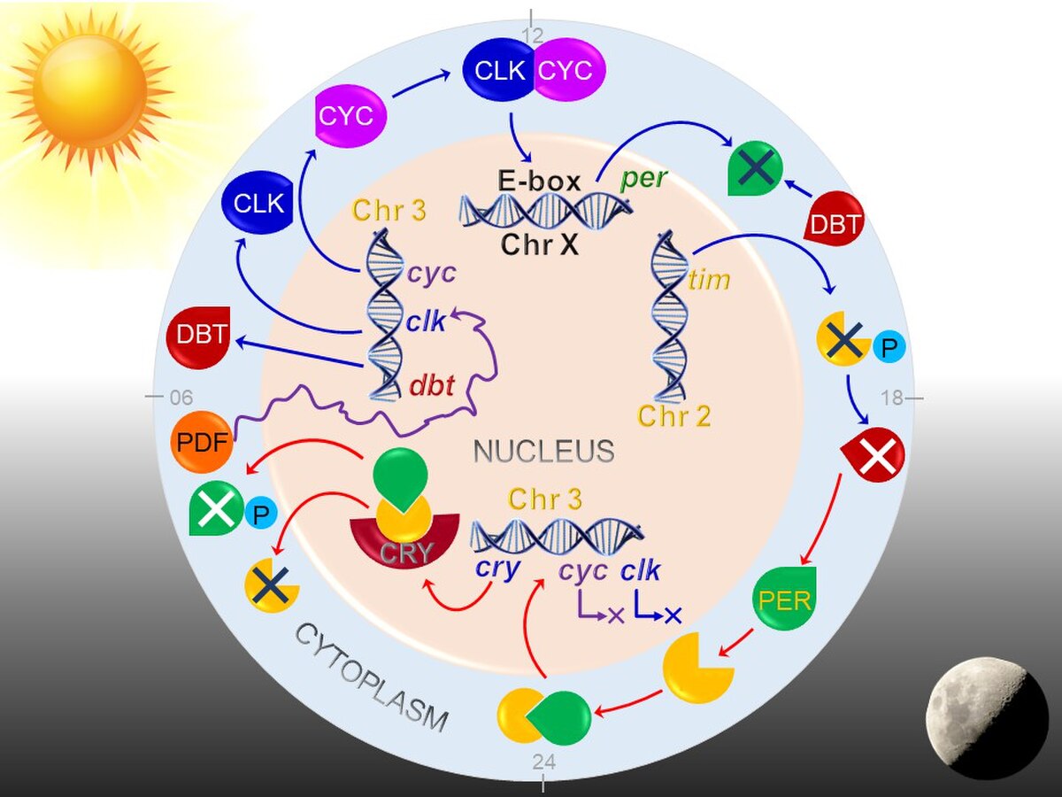 Diagram illustrating the molecular interactions of clock genes and proteins during the Drosophila circadian rhythm, showing a 24-hour cycle. Key components include CLK, CYC, E-box, per, tim, DBT, CRY, PER, PDF, and genes on Chromosomes 2, 3, and X, with processes occurring in the nucleus and cytoplasm, influenced by sunlight and moonlight.