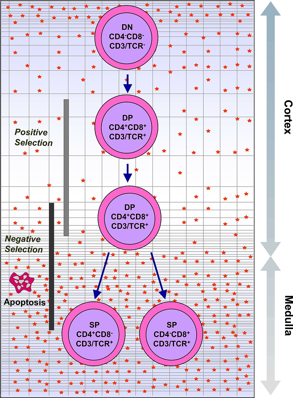 Diagram illustrating intrathymic T cell differentiation, showing the development of single positive T cells in the thymus. The process moves from DN CD4-CD8-CD3/TCR- cells through DP CD4+CD8+CD3/TCR+ cells, undergoing positive and negative selection in the cortex and medulla, with apoptosis indicated for negatively selected cells, ultimately leading to SP CD4+CD8-CD3/TCR+ and SP CD4-CD8+CD3/TCR+ cells.