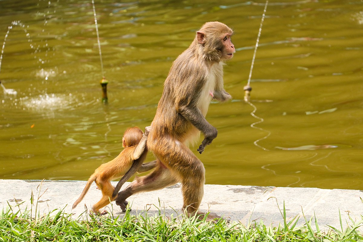 A rhesus macaque mother walks on a paved surface next to a body of water, with her baby clinging to her back. The scene is set in Nepal, with water fountains visible in the background.