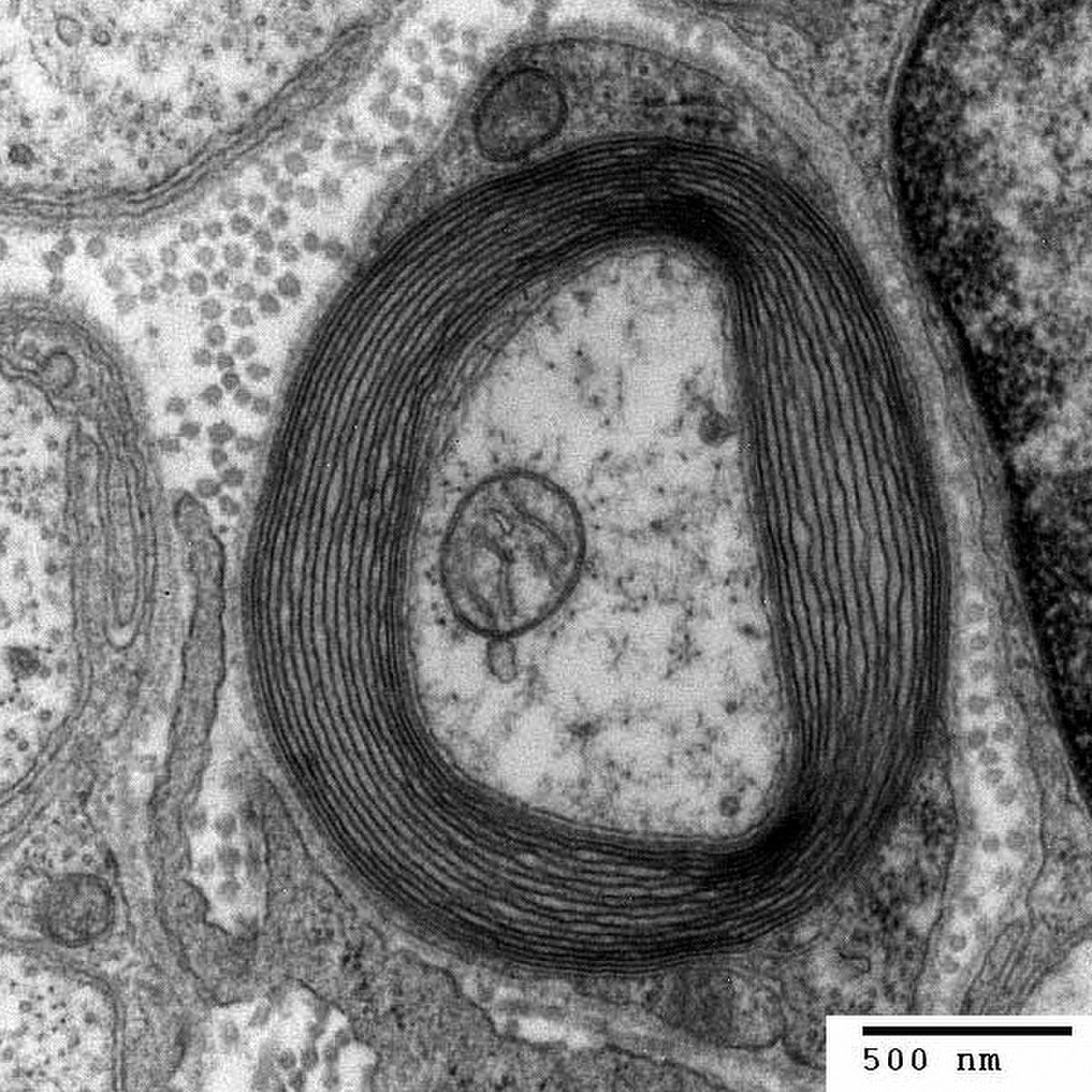 Transmission electron micrograph of a cross-section of a myelinated PNS axon, showing multiple concentric layers of myelin surrounding the axon. A scale bar indicates 500 nm.