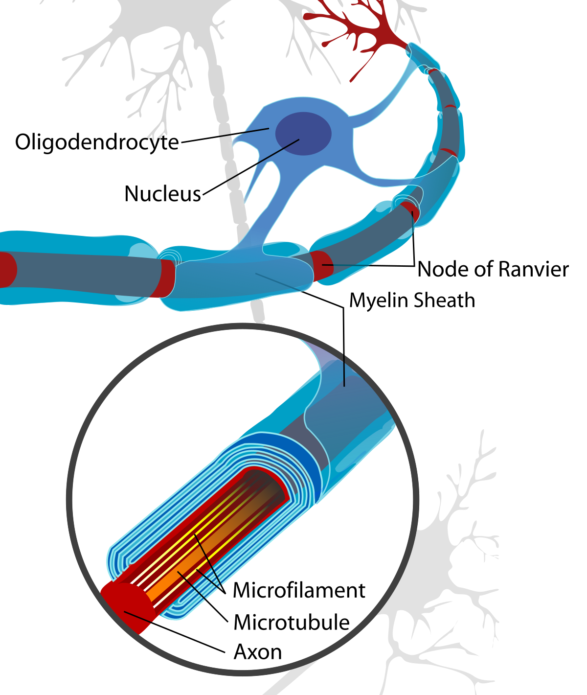 Diagram of a neuron with an oligodendrocyte and myelin sheath, showing the main neuron body, nucleus, and axon. An inset magnifies the axon, revealing its internal structure with microfilaments and microtubules, surrounded by the myelin sheath and Nodes of Ranvier.