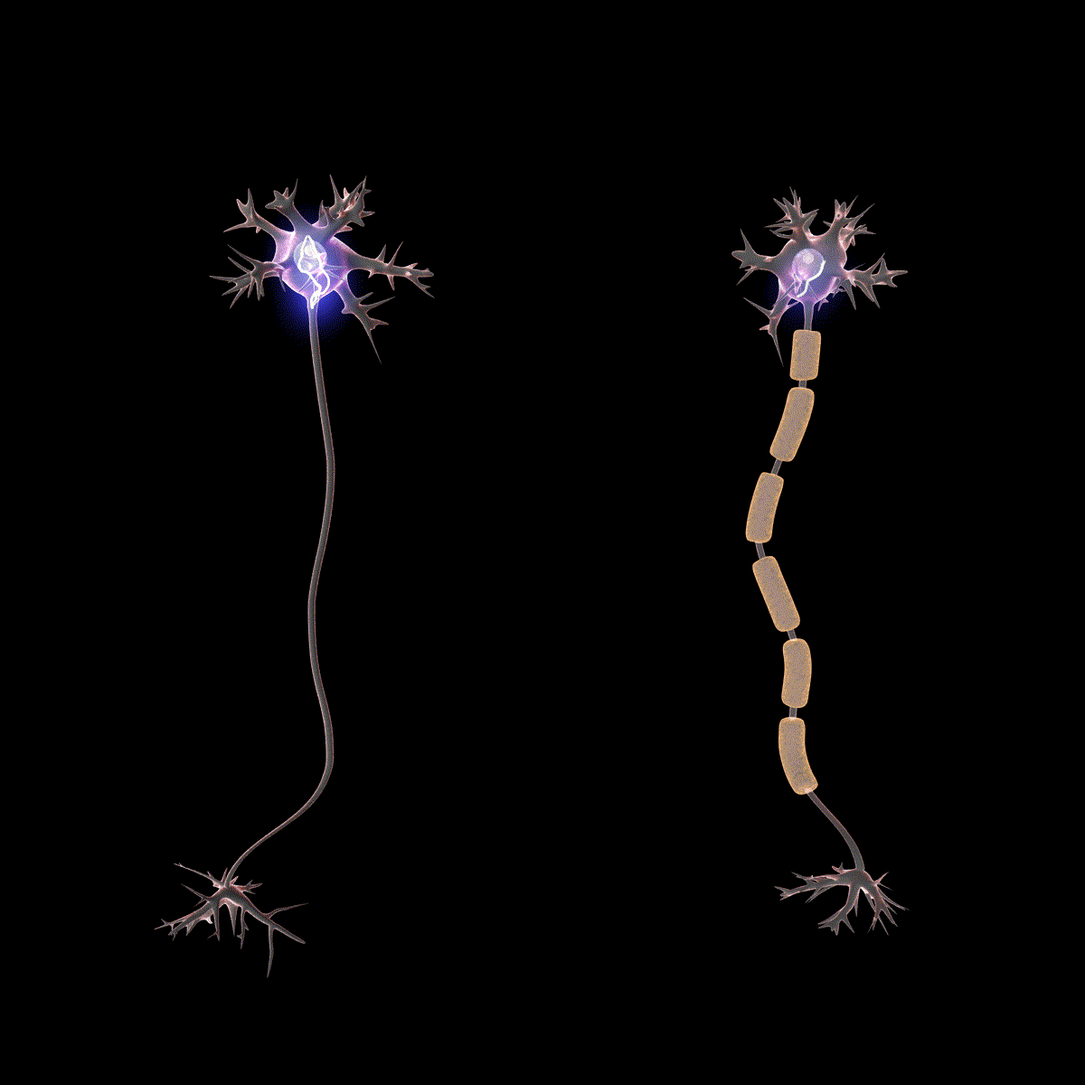 Diagram illustrating saltatory conduction in myelinated neurons compared to unmyelinated neurons. The left neuron shows continuous action potential propagation, while the right neuron, with myelin sheaths, shows action potentials jumping between nodes of Ranvier, indicating faster conduction.