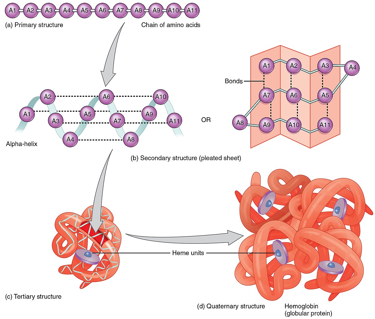 Diagram illustrating the four levels of protein structure, from primary to quaternary. (a) Primary structure shows a chain of amino acids, (b) secondary structure shows an alpha-helix and a pleated sheet with bonds, (c) tertiary structure shows a folded protein with heme units, and (d) quaternary structure shows hemoglobin as a globular protein composed of multiple subunits.