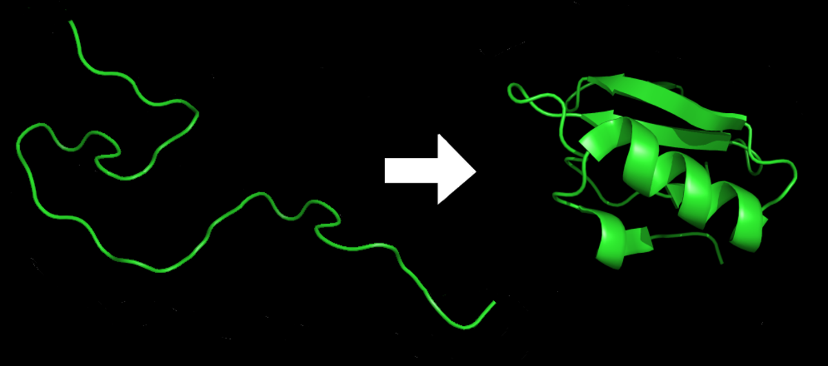 Diagram showing a protein before and after folding, illustrating the transformation from a linear, unstructured polypeptide chain to a compact, three-dimensional functional protein. The unfolded protein is a green wavy line, and the folded protein is a complex green structure with alpha-helices and beta-sheets.